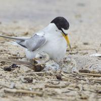 Least Tern and it's chicks