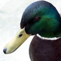 Mallard