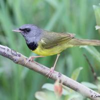 Mourning Warbler