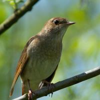 Nightingale perched on branch
