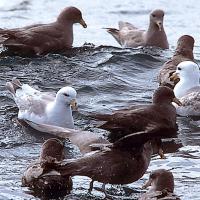 Northern Fulmars