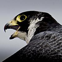 Peregrine Falcon