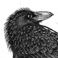 Common Raven