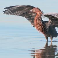 Reddish Egret standing in water with its wings raised and outstretched