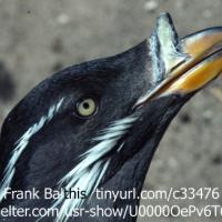 Rhinoceros Auklet