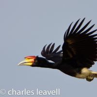 Rhinocerous Hornbill