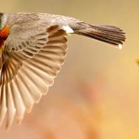 American Robin