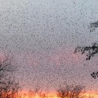 American Robins flocking en masse