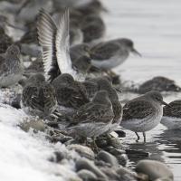 Rock Sandpipers