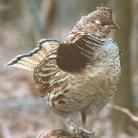 Ruffed Grouse