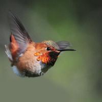 Rufous Hummingbird hovering