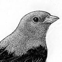 Scarlet Tanager