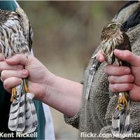 Sharp-shinned hawks