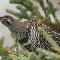 Spruce Grouse