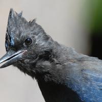 A blue bird with a dark blue-black head with crest feathers looks to the viewer's left