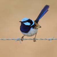 A Superb Fairy Wren perched on a wire fence