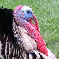 male Wild Turkey