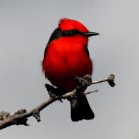 Vermilion Flycatcher male