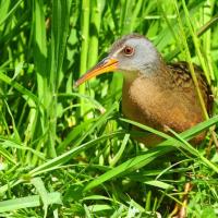 Virginia Rail