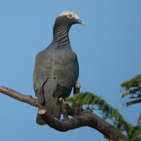 White-crowned Pigeon sits on a branch, with clear blue sky background