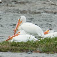 White Pelicans