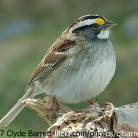 A White-throated Sparrow