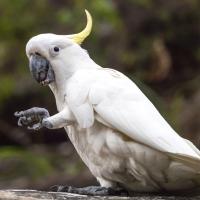 Una cacatúa sosteniendo un tentempié con un pie