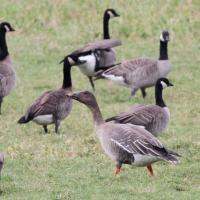 Tundra Bean-Goose