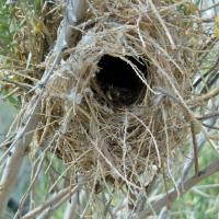 Verdin's winter nest