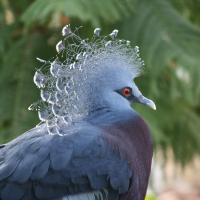 Victoria Crowned Pigeon