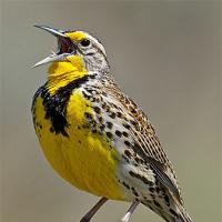 Western Meadowlark