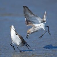 Western Sandpiper