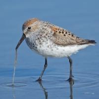 Western Sandpiper
