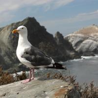 Western Gull standing on a rock against an mountainous coastline.