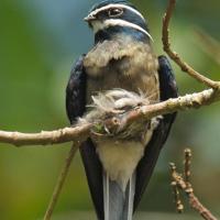 Whiskered Treeswift