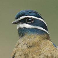 Whiskered Treeswift