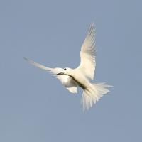 White Tern in flight