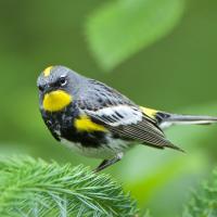 Yellow-rumped Warbler