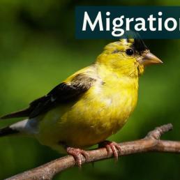 A male American Goldfinch molting in the fall, the yellow feathers on his head showing loss