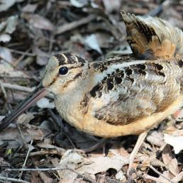 American Woodcock