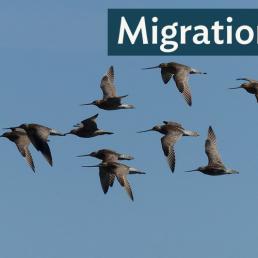 Flock of Bar-tailed Godwits in flight against a clear sky