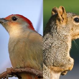 A Red-bellied Woodpecker and a Fox Squirrel