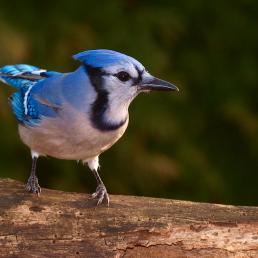 Blue Jay perched on log, looking to its left