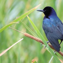 A Boat-tailed Grackle showing its dark iridescent plumage and long broad tail. The bird is perched on a cat tail plant with greenery in the background. 