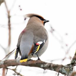 Bohemian Waxwing taking a break from eating Hawthorn berries