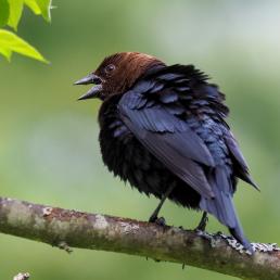 A male Brown-headed Cowbird with his back toward the viewer and looking off to the side, showing his brown colored head and open beak, with his black body and tail feathers fluffed up. 