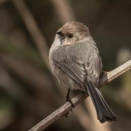 Male bushtit looking over his left shoulder while perched on a slender branch