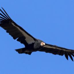 California Condor in flight, its wide wings outstretched against a clear blue sky