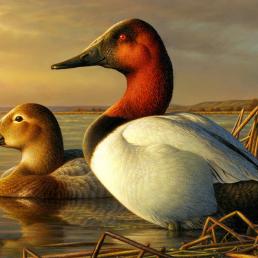 Canvasbacks 2014-15 Duck Stamp artwork by Adam Grimm