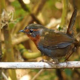 A small brown bird with gray and orange on its face sits on a branch. 